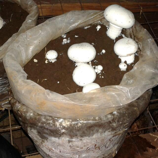 WhatsApp Image 2019-04-01 at 13.06.58